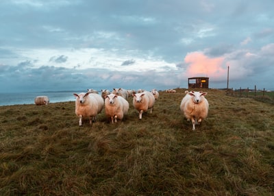 群绵羊在绿色草地白云和蓝天白天
